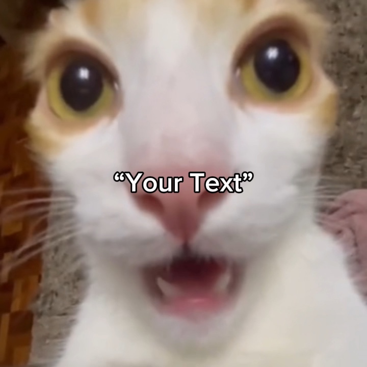 Cat is tweakin 