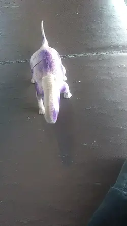 Dinosaur i found