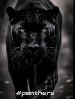 Panthers girl