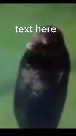 spinning seal