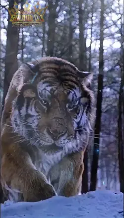 Tiger Forest 
