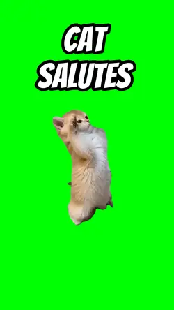 Cat salutes