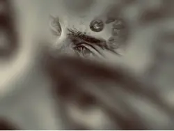 𝒁𝒐𝒃𝒊𝒏.𝑵6