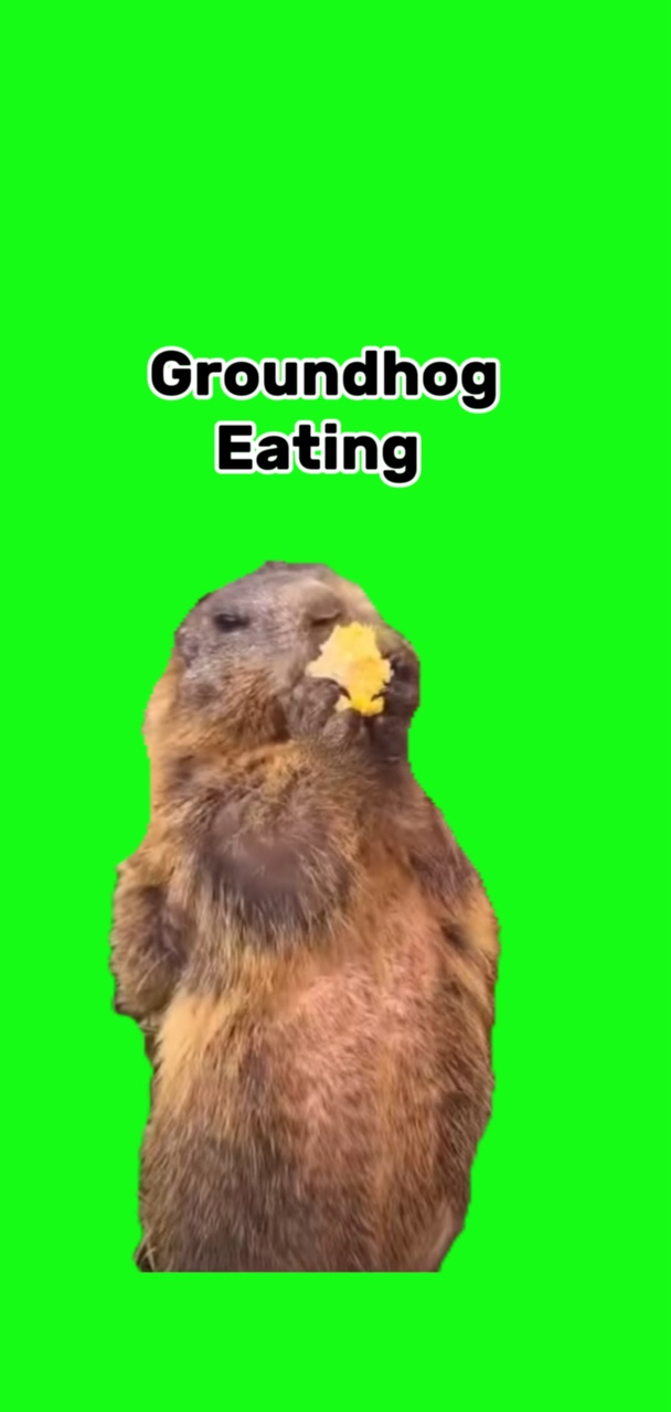 Groundhog eating 