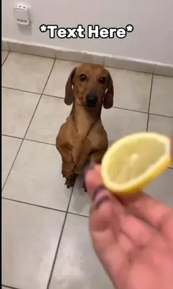 Doggy lemon meme 