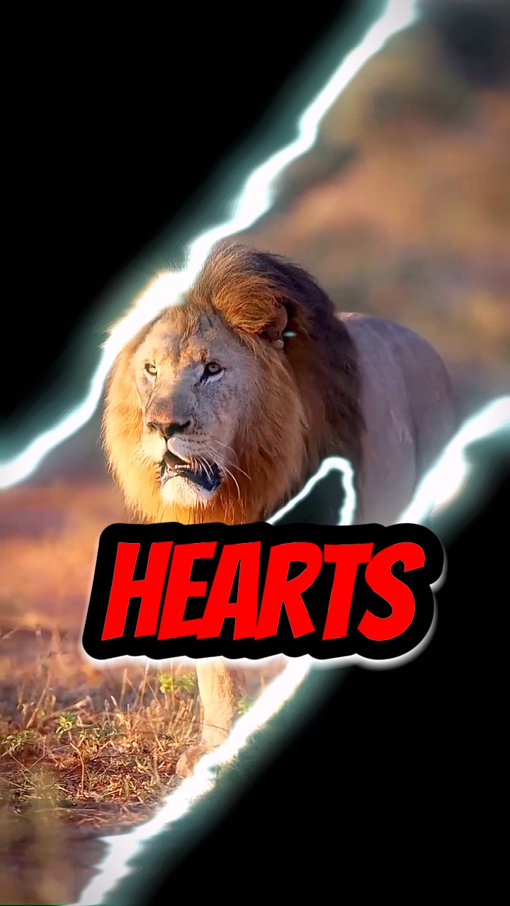 Olumlu Alıntılar Aslan