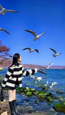 Seagull view