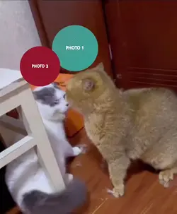 Cat Fighting meme