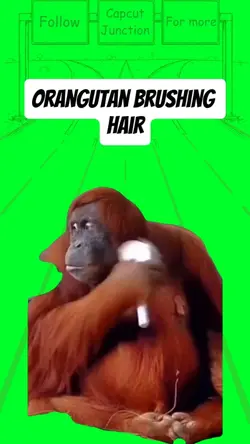 Orangutan brushing