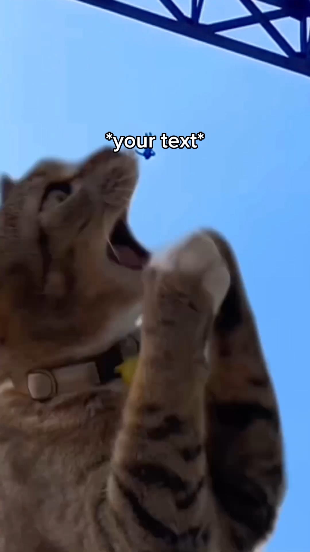 猫吃迷因