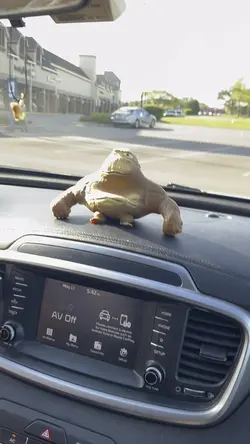 MONKEHH🦍🦍🦍🦍