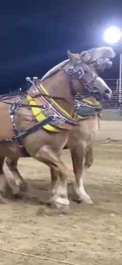 Strongest horse eve