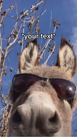 Mème animal