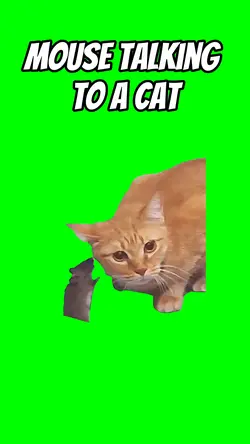 Mouse talking to cat