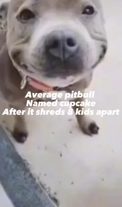 Pitbull meme