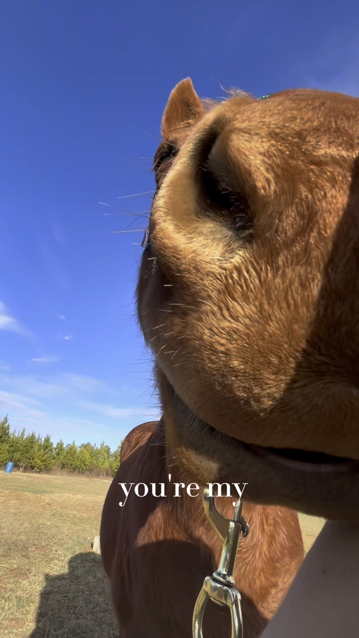 my kind of horse<3 