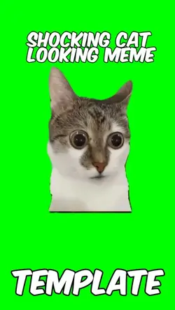 Shocking cat meme