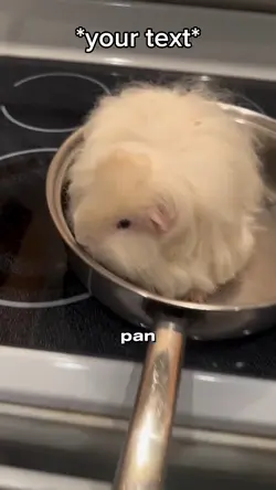 Guinea pig 