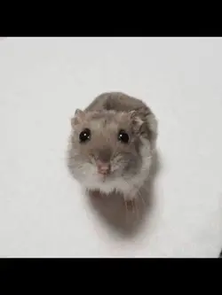 Hamster