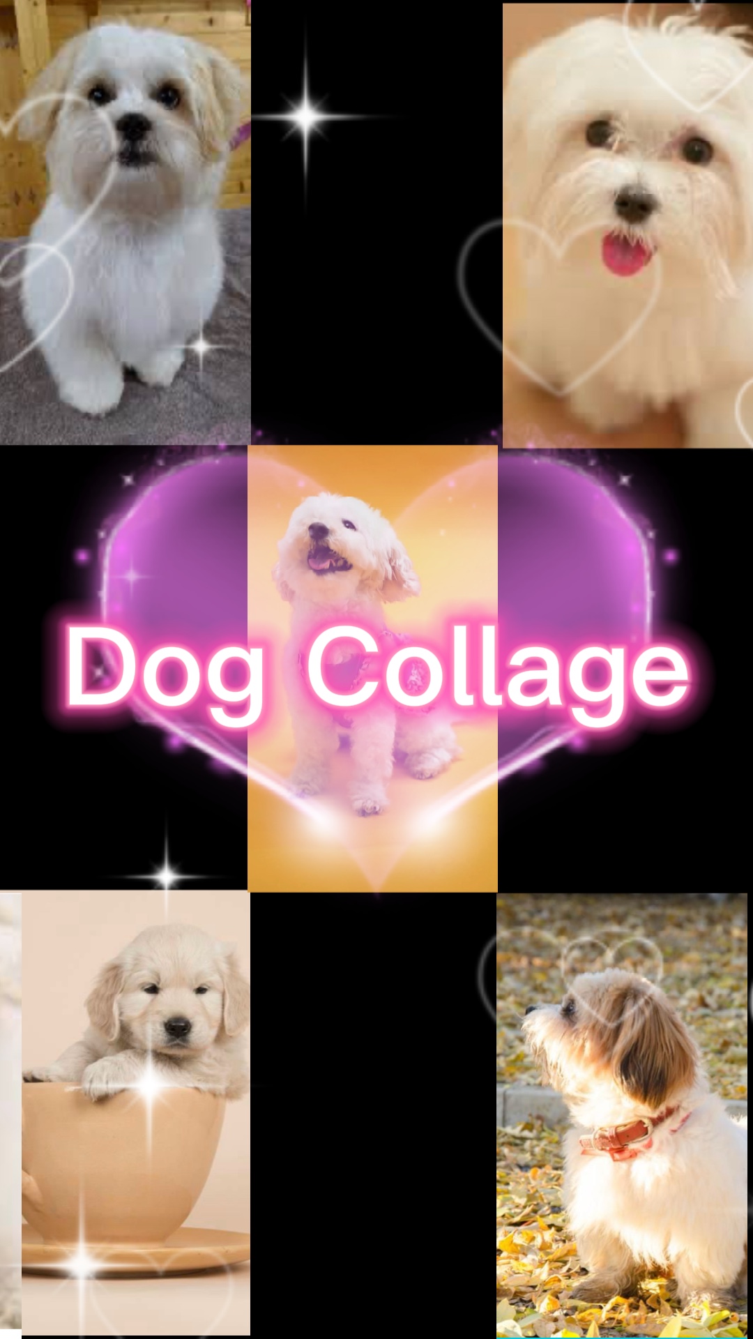 Collage de perros 
