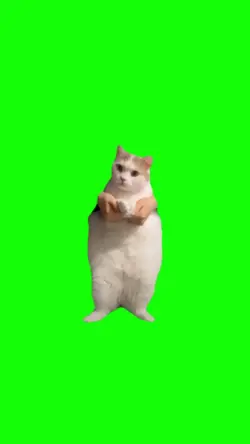 Cat dancing 