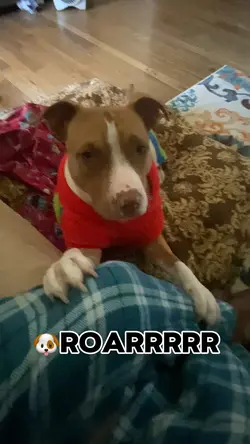 Vicious DOG👹