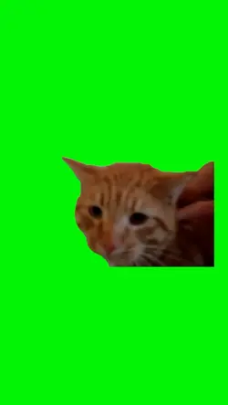 Nooooooo cat