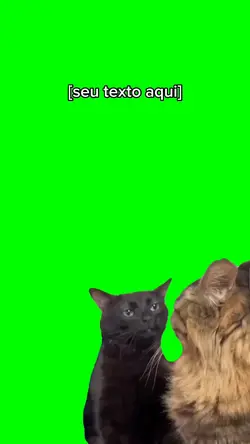 Meme gato 