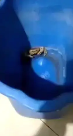 Crab