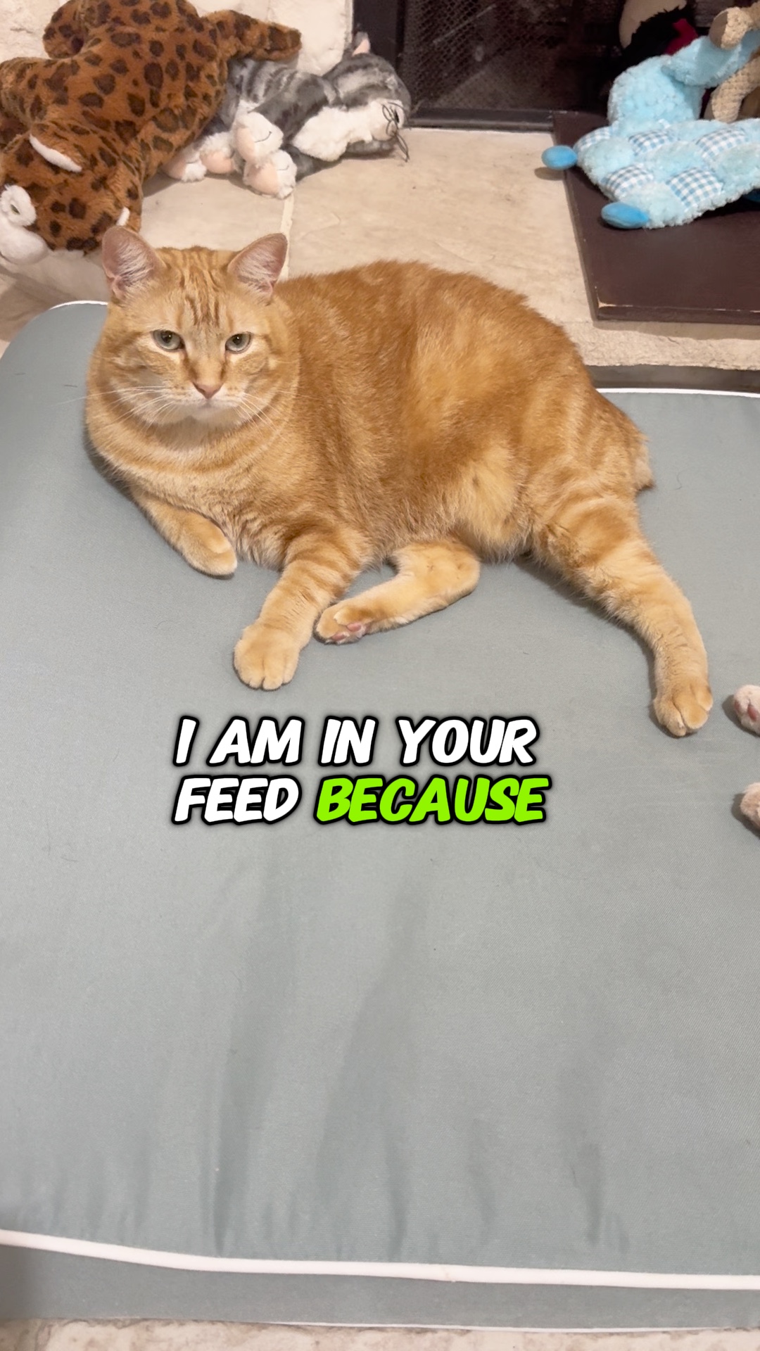 Katzenliebhaber 