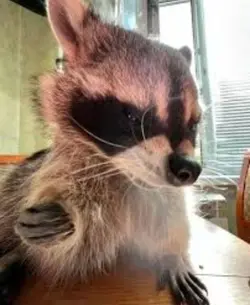Cookie..?
