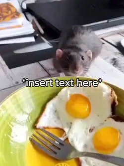 Rat stealing eggs 