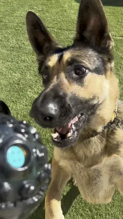 Dog playing