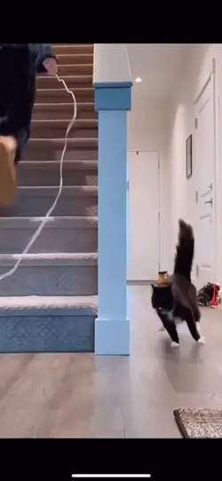 Dogs falling into