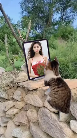 Cute cat template
