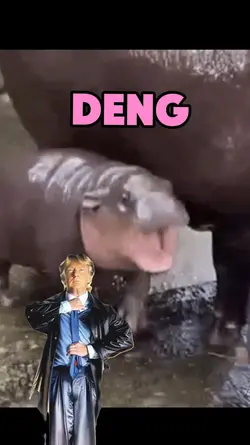 Moo Deng Baby Hippo