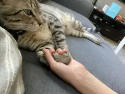 My comfort YouTubers