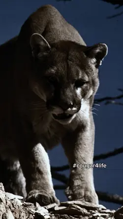 Cougar for life
