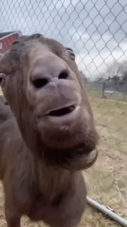 Silly Goat