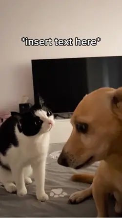 Intense Cat and Do