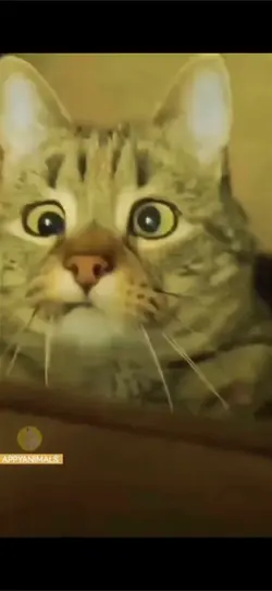 more cats for my