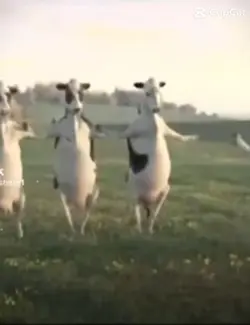 Cows Dancing Meme