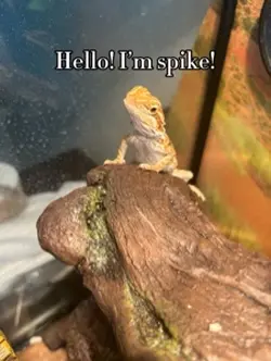 My baby beardie<3