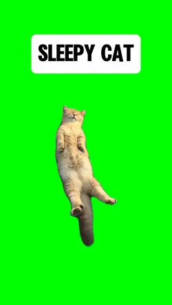 SLEEPY KITTEN