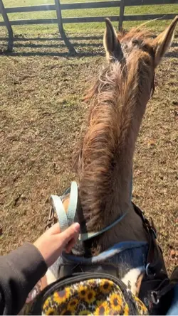 Best mare💞