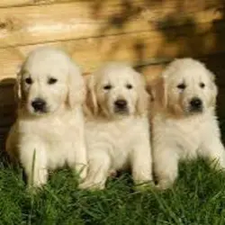 Golden retriever>>>