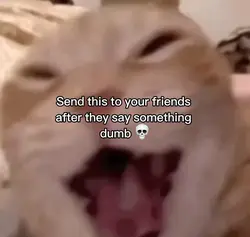 Cat laugh