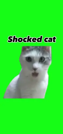 Shocked cat