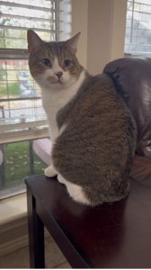 Cat & Taxes 