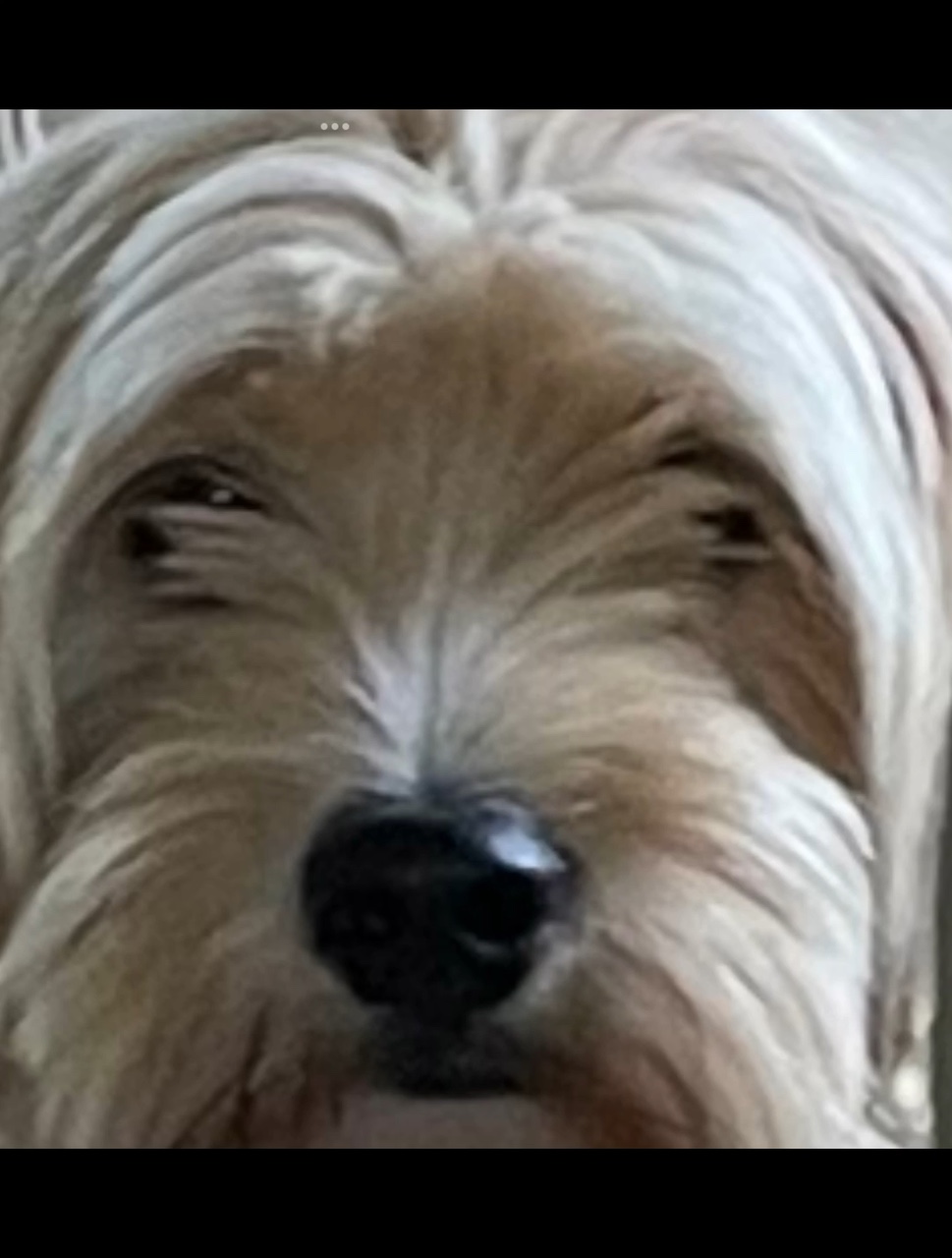 Funny dog